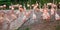 Group of cute Chilean flamingos walking in a zoopark next to a mossy lake.