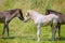 a group of cute colourful Icelandic Horse foals are playing in the meadow