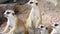 Group of Cute Curious Meerkats Family Sitting Together on Sand