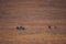 Group of cute deers wandering in the Gates of the Arctic National Park