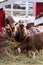 Group of cute dwarf goats eating hay by the barn. Beautiful farm animals at petting zoo