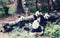 Group of cute giant panda bear eating bamboo