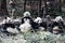 Group of cute giant panda bear eating bamboo