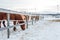 Group of cute horses hanging out on the snowy countryside in Northern Sweden