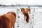 Group of cute horses hanging out on the snowy countryside in Northern Sweden