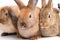 A group of cute little brown rabbits, furry, long ears, sitting on a white background.