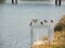 Group of cute little Welcome swallow birds with motion stay near river water.