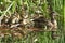 A group of cute Mallard duckling Anas platyrhynchos resting in the reeds at the side of a stream with their mother in the water