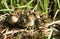 A group of cute Mallard duckling Anas platyrhynchos standing in the reeds at the side of a stream.