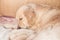 Group of cute newborn beige golden retriever puppies have milk from their mom. Mommy dog takes care of her babies puppy