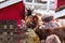 Group of cute of nigerian dwarf goats eating hay by the barn. Beautiful farm animals at petting zoo