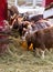 Group of cute of nigerian dwarf goats eating hay by the barn. Beautiful farm animals at petting zoo