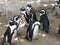 Group of cute penguins in zoo