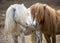 Group of cute pony horses