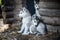 Group of cute puppy alaskan malamute