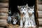 Group of cute puppy alaskan malamute