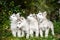 Group of cute puppy alaskan malamute run on grass garden