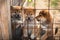 Group of cute red japanese shiba inu puppies sitting in the aviary and trying to escape