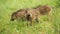 Group of cute wild boar piglets with brown stripes on green meadow in spring