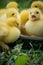 Group of cute yellow fluffy ducklings in springtime, animal family concept