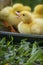 Group of cute yellow fluffy ducklings in springtime, animal family concept