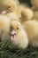 Group of cute yellow fluffy ducklings in springtime, animal family concept