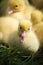 Group of cute yellow fluffy ducklings in springtime, animal family concept