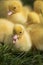 Group of cute yellow fluffy ducklings in springtime green grass, animal family concept