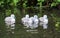 A group of Cygnets