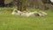 A group of Cygnets Preening in some grass