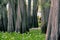 Group of Cypress Trees in the Atchafalaya Swamp.