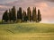 Group of cypress trees at dusk with the sky turning pink