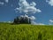 Group of cypress trees in Tuscan landscape in spring