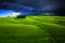 Group of cypress trees in Tuscany