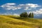 Group of cypresses in the hills of Tuscany. Classic view from Tuscany