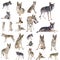 Group of Czechoslovakian wolf dog