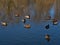 Group of dabbling mallard ducks swimming in pond of a park in Sigmaringen, Germany with water reflections.