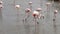 Group of dabblingg flamingos, Camargue, France