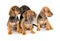 Group of dachshund puppies