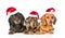 Group Dachshund puppies in christmas hats. isolated on white background