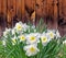 Group of daffodils and old wooden barn in Spring