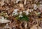 A group of dainty white and pink spring beauty flowers emerging from the forest floor.