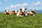 A group of dairy cattles is lying on a meadow of a pasture - Switzerland
