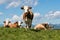 A group of dairy cattles on a meadow in the mounttains in Switzerland