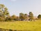 A group of dairy farm cows waiting at the gate in the pasture on