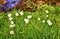 A group of daisies on a green meadow with blurred background