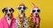 Group of Dalmatian dog puppy in funky Wacky wild mismatch colourful outfits isolated on bright background advertisement