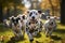 Group of Dalmatian dogs running in autumn park. Selective focus, Cute funny dalmatian dogs group running and playing on green