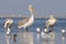 Group of Dalmatian Pelican