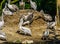 Group of dalmatian pelicans together at the nest, common water bird specie from europe